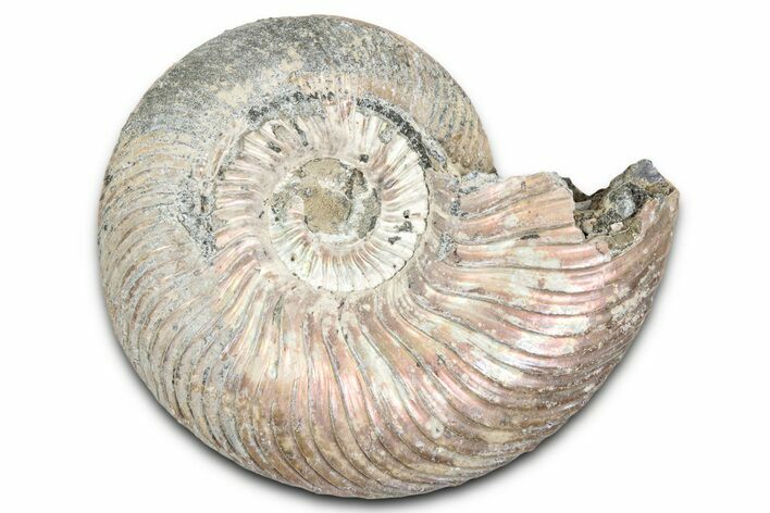 Iridescent, Pyritized Ammonite (Quenstedticeras) Fossil - Russia #337342